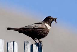 ring ouzel